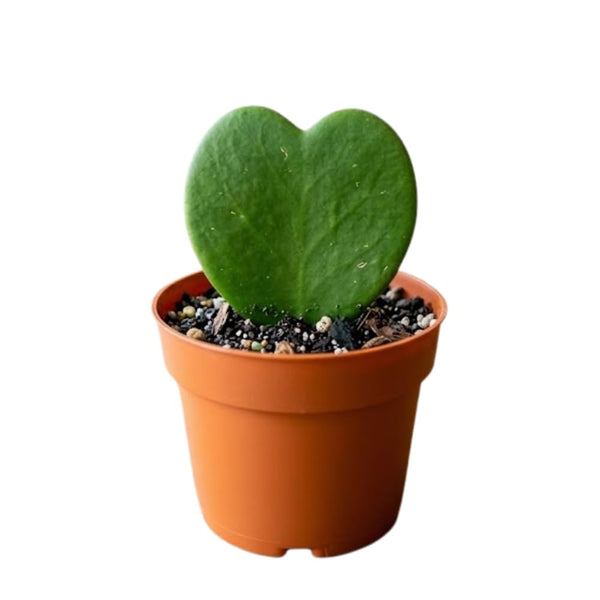 Hoya Plant Live, Indoor Houseplant, 2 Inch Pot