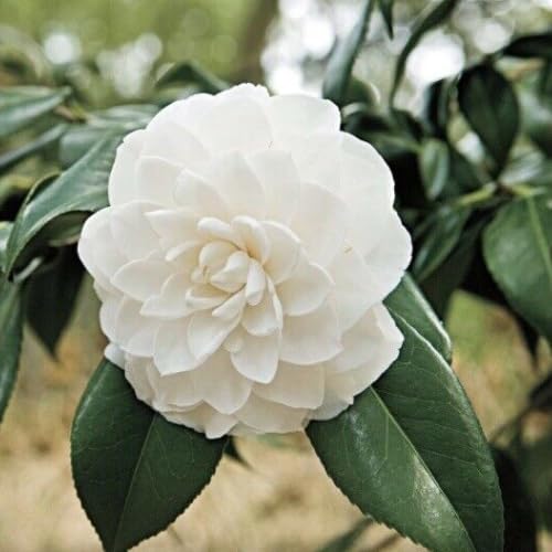 White Camellia Japonica Live Plant, 6-10 Inch Tall, 4 Inch Pot