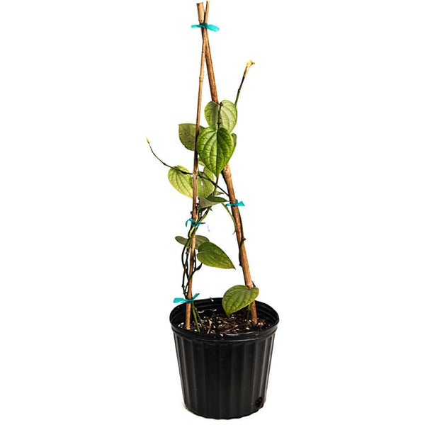 Hardy Black Pepper Plant Live for Planting, Piper Nigrum Tree for Outdoor, 4-6 Inches, No Pot, Fresh Pepper Plant for Outdoor Garden, Patio, or Container Planting