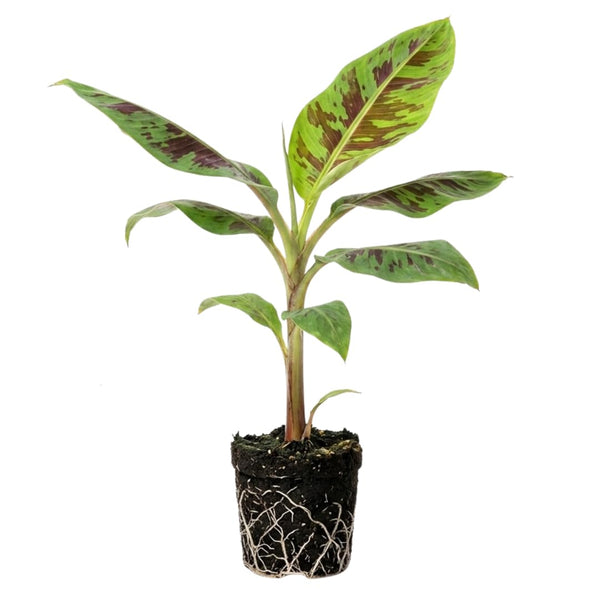 Zebrina Banana Live Plant, 4-6 Inch Tall Banana Plant