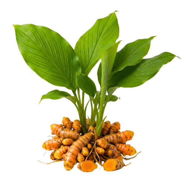 15 Turmeric Roots for Planting, Turmeric Rhizomes, Edible Tropical Herb