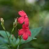6 Red Mexican Petunia Live Plants, Live Starter Plant, 4-6 Inch Tall