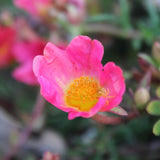 4 Hot Pink Portulaca Plants Live, Moss Rose Flower, Live Starter Plant, 4-7 Inch Tall