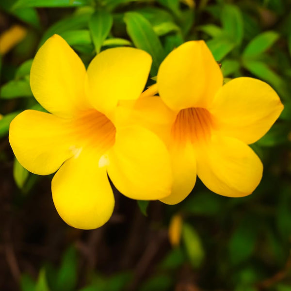 2 Deep Yellow Mandevilla Plants Live, Live Starter Plant, 4-6 Inch Tall