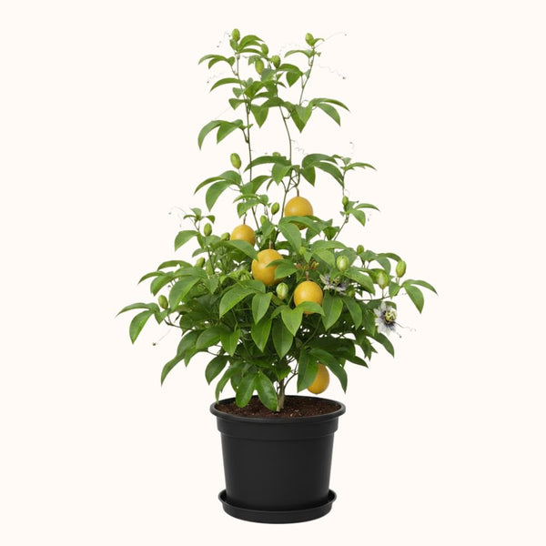 Yellow Passionfruit Plant, Passion Fruit Plant Live, 4-6 Inch Tall