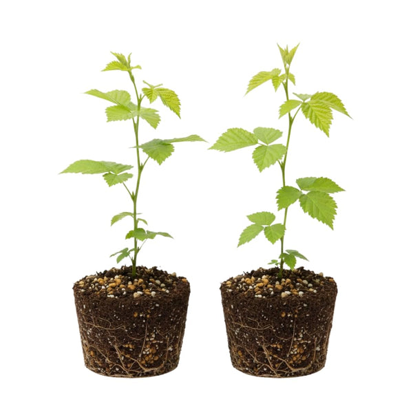 2 Cold Hardy Black Berry Plants, Blackberries Bush, 4-6 Inch Tall