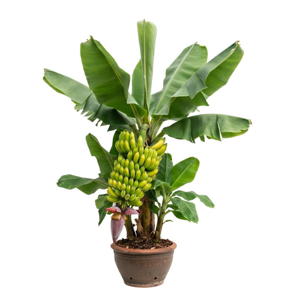 Dwarf Cavendish Live Banana Plant, Ready to Grow Plant, 6-8 Inch Tall, 4 Inch Pot
