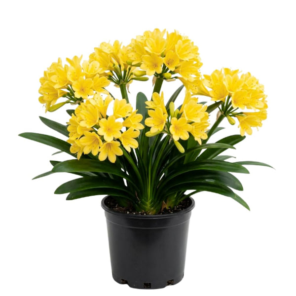 Yellow Clivia Live Plant, Indoor Plant, 6 Inch Pot