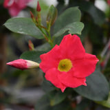 2 Bright Red Mandevilla Live Plants, Mandevilla Live Plant, 4-6 Inch Tall