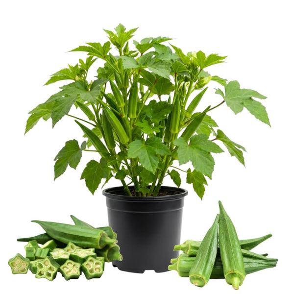 2 Green Okra Live Plants, Home Garden Vegetable, 4-8 Inch Tall, 4 Inch Pot