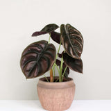 2 Red Purple Alocasia Live Plants, Hardy Garden Plant, 4-6 Inch Tall
