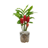 Shampoo Ginger Rhizomes Plant, 3-5 Inch Tall