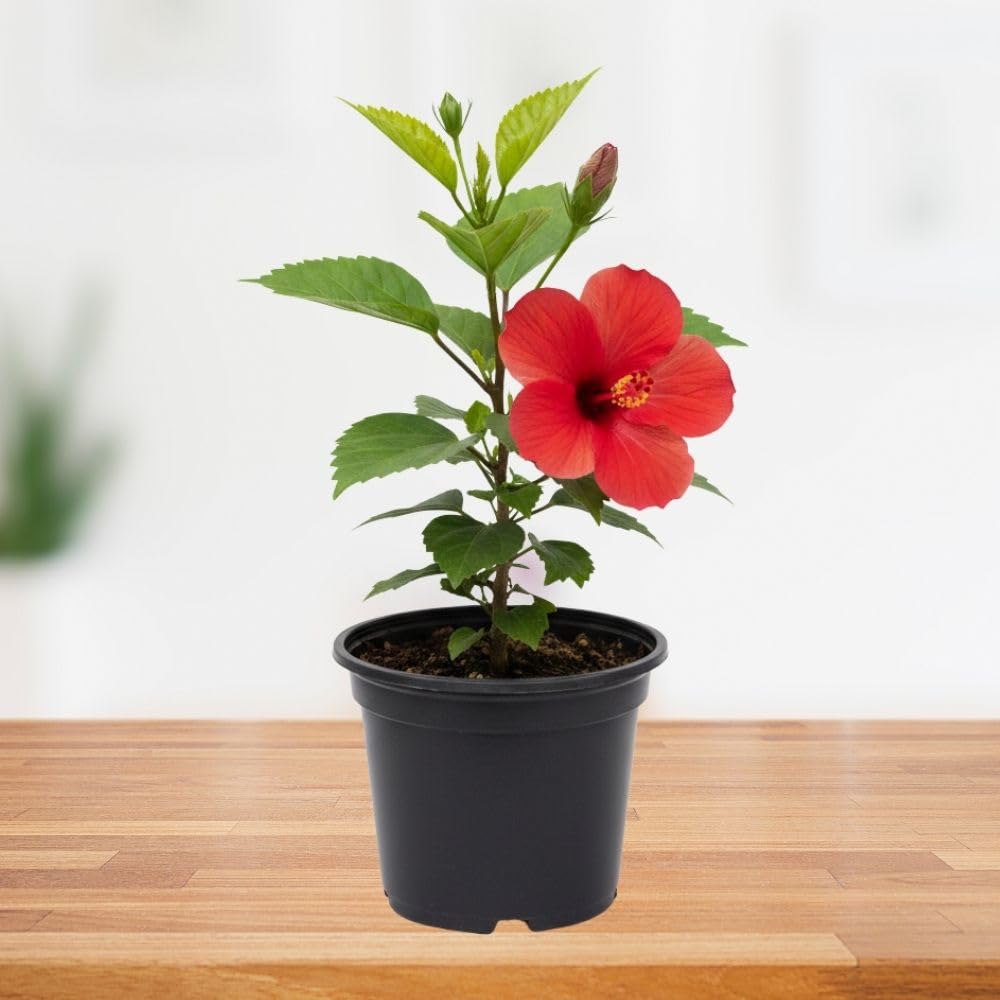 Red Hibiscus Plant 5-7" Tall