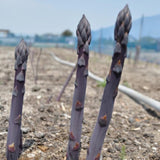 20 Purple Live Asparagus Roots, Ready to Grow Plant