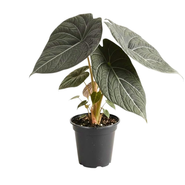 2 Grey Alocasia Live Plants, Alocasia Indoor Housplant, 4-6 Inch Tall
