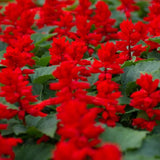 4 Red Salvia Sage Bushes Plants Live, Landscape Flower Plant, 4-6 Inch Tall