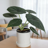 2 Grey Alocasia Live Plants, Hardy Garden Plant, 4-6 Inch Tall
