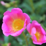 4 Deep Pink Portulaca Plants Live, Moss Rose Flower, Live Starter Plant, 4-7 Inch Tall