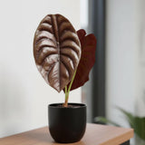 2 Red Purple Alocasia Live Plants, Hardy Garden Plant, 4-6 Inch Tall
