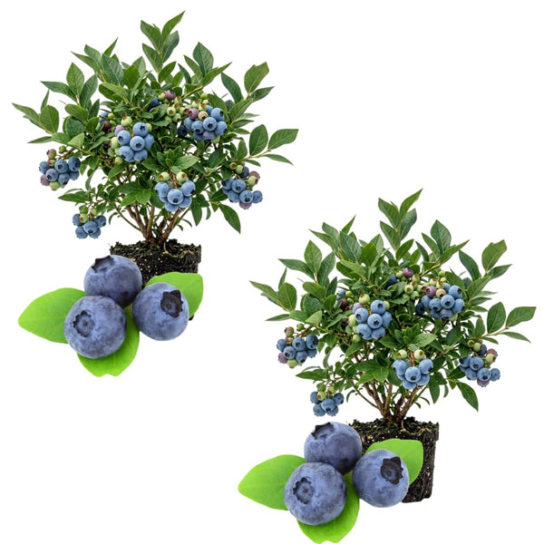 2 Top Hat Blueberry Plant Live, Rooted Berry Seedling, 4-6 Inch Tall