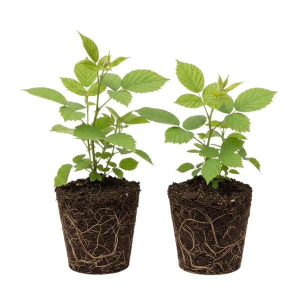 2 Sweet Black Berry Plants, Blackberries Bush, 4-6 Inch Tall