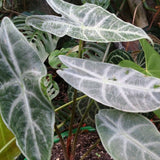 2 Silver Alocasia Live Plants, Hardy Garden Plant, 4-6 Inch Tall