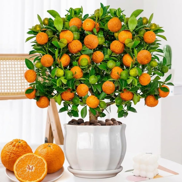 Golden Mandarin Tree Live Plant, 1-2 Ft Tall, 1 Gallon Pot