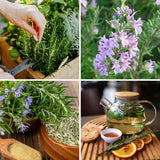 4 Blue Rosemary Plants Live, Culinary Herb Plant, 4-7 Inch Tall