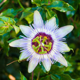 Sweet Passionfruit Plant, Passion Fruit Plant Live, 4-6 Inch Tall