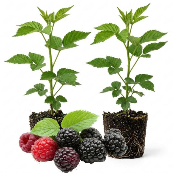 2 Chester BlackBerry Bushes Live Plants, Fruit Plant, 4-7 Inch Tall