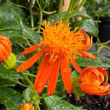 Set of 4 Mexican Flame Vine Plants Live 4-7 Inch Tall