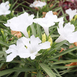 6 Dwarf White Mexican Petunia Live Plants, Live Starter Plant, 4-6 Inch Tall