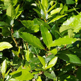 2 Laurus Nobilis Live Plants, Bay Leaf Herb Tree, 4-7 Inch Tall