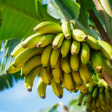 Kokopo Banana Plant Live, Sweet Fruit Banana Tree 4-7 Inch Tall