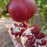Pomegranate Live Plant, Backyard Orchard Tree, 8-10 Inch Tall, 4 Inch Pot