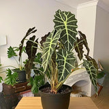 2 Black Green Alocasia Plants Live, Alocasia Houseplant, 2 Ft Tall