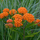 2 Orange Milkweed Plants Live, Patio Container Plant, 4-6 Inch Tall