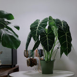2 Dark Green Alocasia Live Plants, Hardy Garden Plant, 4-6 Inch Tall