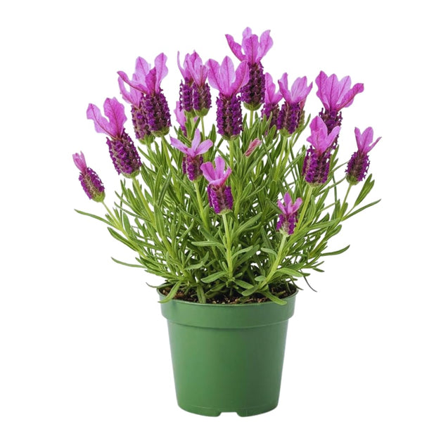 Spanish Lavender Plant Live, Fragrant Flower Plant, 3 Inch Pot
