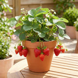 2 Red Strawberry Plants Live, Indoor Outdoor Plant, 4-6 Inch Tall