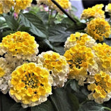 Set 2 Bright Yellow Lantana Live Plant 4-6 Inches Tall