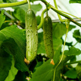 Cucumber Live Plant, Outdoor Garden Vine, 4 Inch Pot
