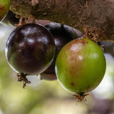Black Jaboticaba Tree, Live Starter Plant, 1 Ft Tall