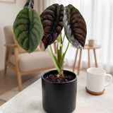 2 Red Purple Alocasia Live Plants, Hardy Garden Plant, 4-6 Inch Tall
