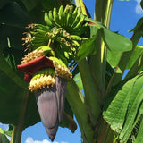 Mysore Banana Plant Live, Sweet Fruit Banana Tree 4-7 Inch Tall