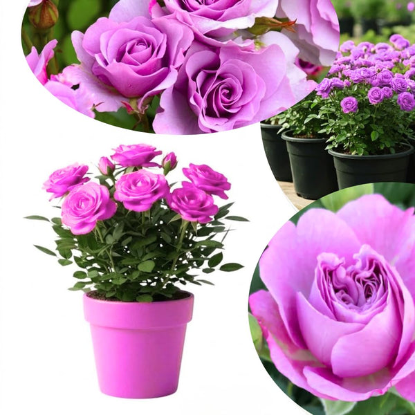 Miniature Rose Live Plant, Rose Bush Plant, 3-5 Inch Tall, 3.5 Inch Pot