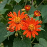 2 Orange Mexican Flame Live Plants, Climbing Flowering Vine, 4-6 Inch Tall
