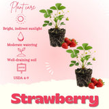 2 Sweet Strawberry Live Plants, Indoor Outdoor Plant, 4-6 Inch Tall