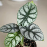 2 Silver Green Alocasia Live Plants, Hardy Garden Plant, 4-6 Inch Tall