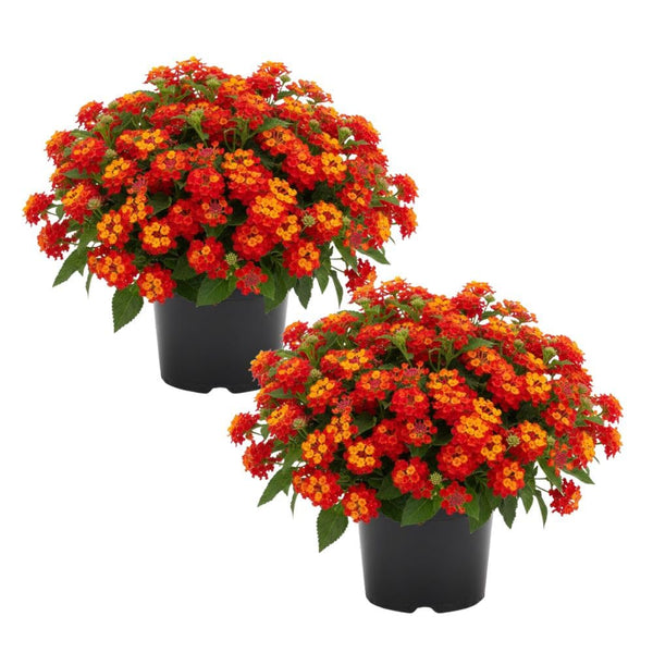 Set 2 Deep Red Lantana Live Plant 4-6 Inches Tall